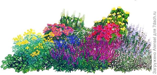 Клумба из многолетников Клумба из многолетников