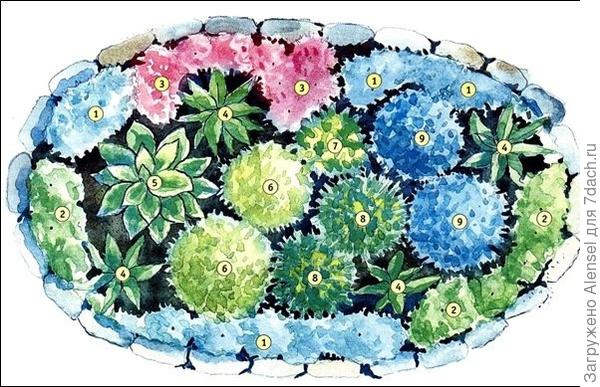 Схема клумбы с цветами Схема клумбы с цветами