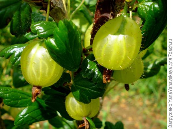 кусты крыжовника кусты крыжовника
