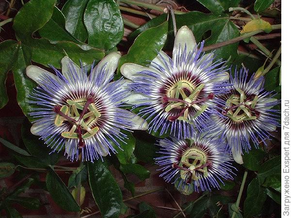 Passiflora caerulea Passiflora caerulea