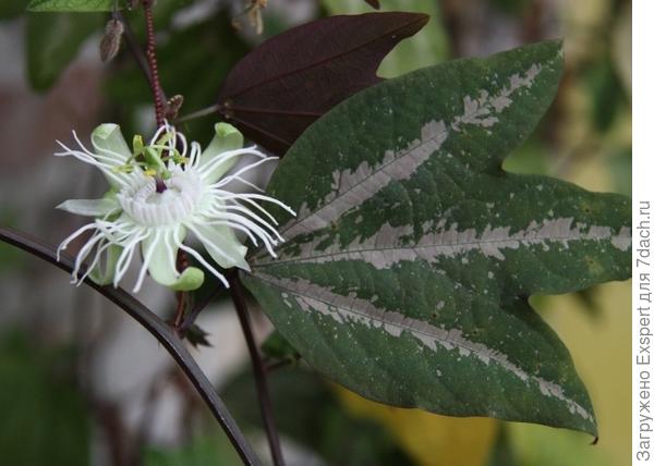 Passiflora trifasciata Passiflora trifasciata