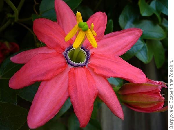 Passiflora mollissima Passiflora mollissima