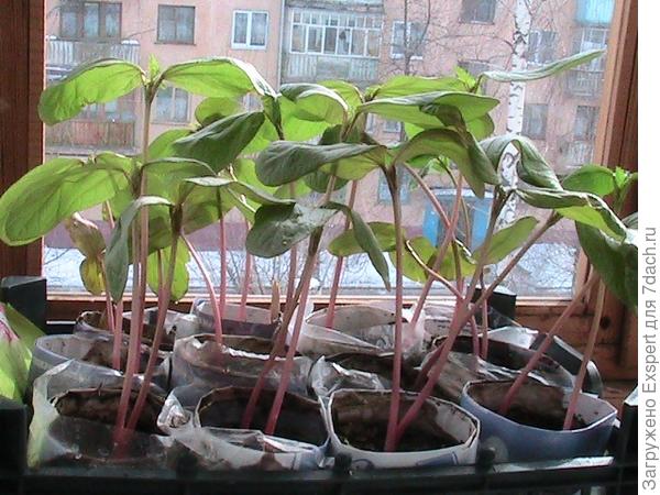 рассада клещевины рассада клещевины