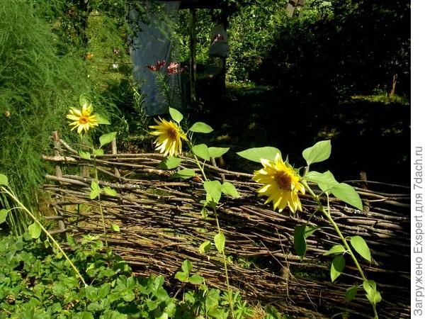 декорация подсолнухами декорация подсолнухами