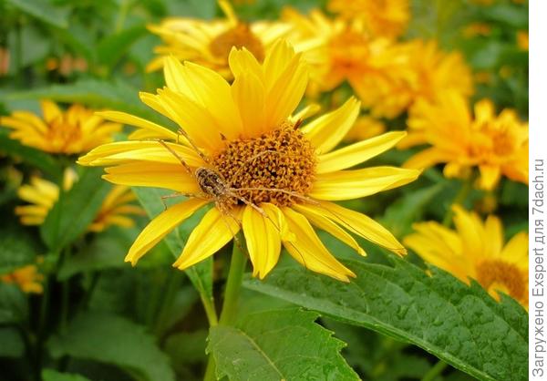 Helianthus decapetalus - подсолнух десятилепестный Helianthus decapetalus - подсолнух десятилепестный