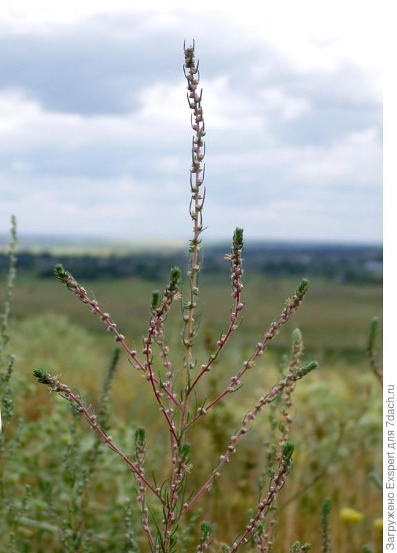 Кохия шерстистоцветковая - Kochia laniflora Кохия шерстистоцветковая - Kochia laniflora