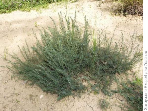 Кохия стелющаяся - Kochia prostrata Кохия стелющаяся - Kochia prostrata