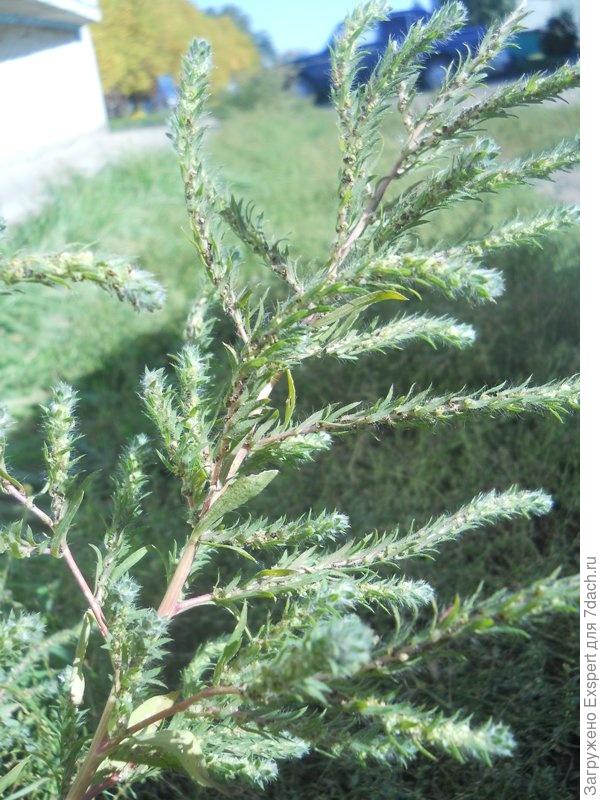 Кохия густоцветковая - Kochia densiflora Кохия густоцветковая - Kochia densiflora