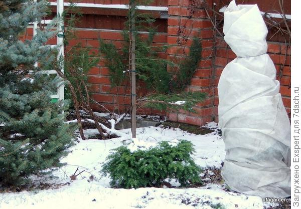 укрываем вечнозеленые укрываем вечнозеленые
