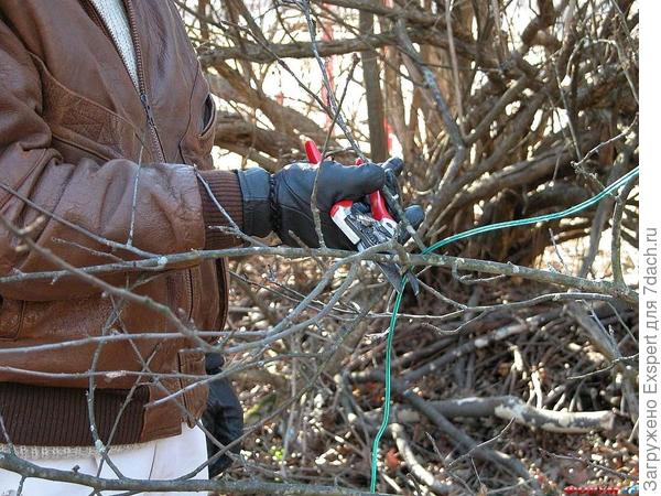 Обрезка плодовых деревьев Обрезка плодовых деревьев