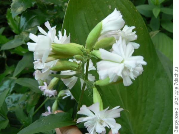 Мыльнянка, махровая форма Мыльнянка, махровая форма