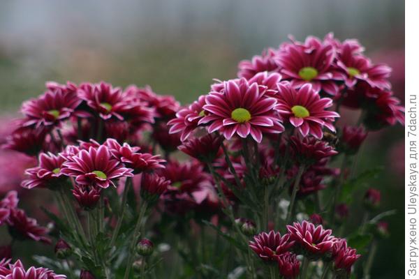 Two Tone Pink Two Tone Pink