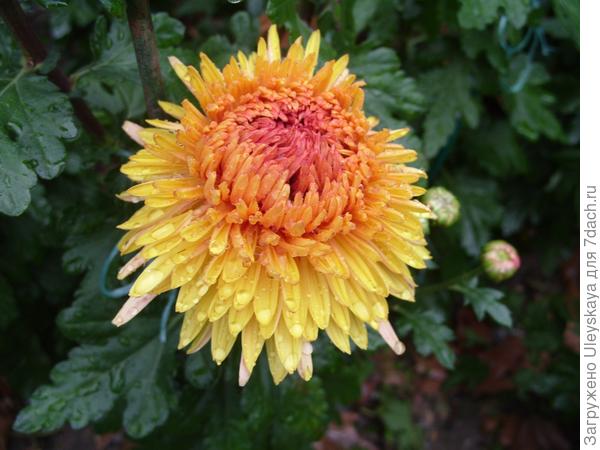 Lorna Doone Salmonicolor Lorna Doone Salmonicolor