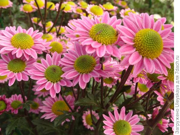 Мелкоцветковая хризантема сорт Lora Pink Мелкоцветковая хризантема сорт Lora Pink