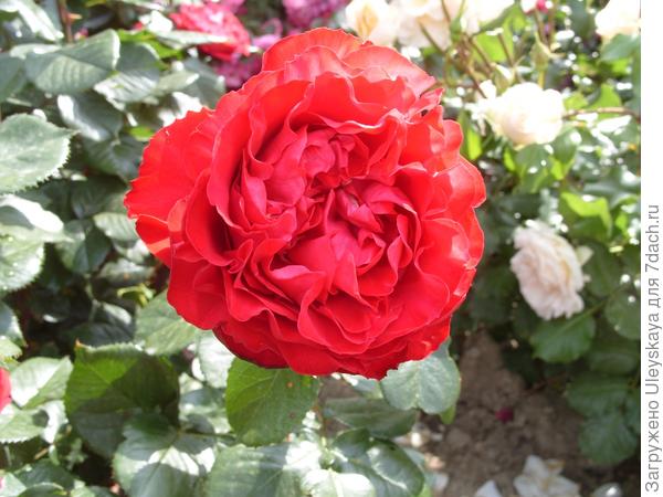 Квадратированный центр цветка у романтической розы Traviata