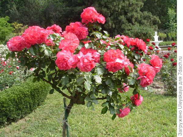 Романтическая роза Rosarium Uetersen