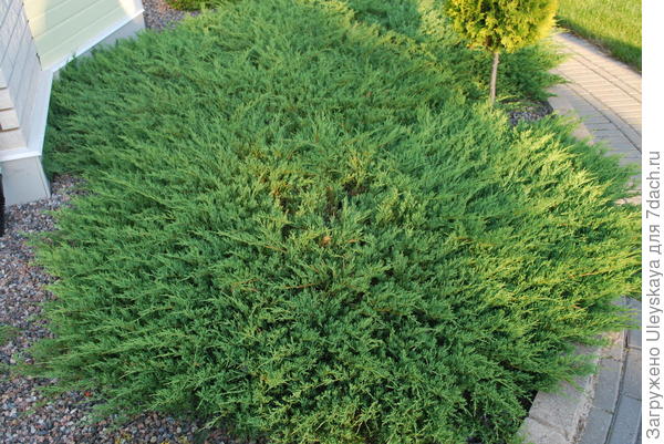 Juniperus horizontalis Andorra Compact. Фото с сайта www.rohelineaed.ee Juniperus horizontalis Andorra Compact. Фото с сайта www.rohelineaed.ee