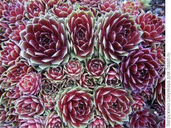 Молодило гибридный сорт Commander Hay, фото с сайта www.labouroflovelandscaping.com Молодило гибридный сорт Commander Hay, фото с сайта www.labouroflovelandscaping.com
