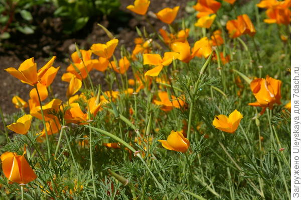 Цветет эшшольция калифорнийская в июле