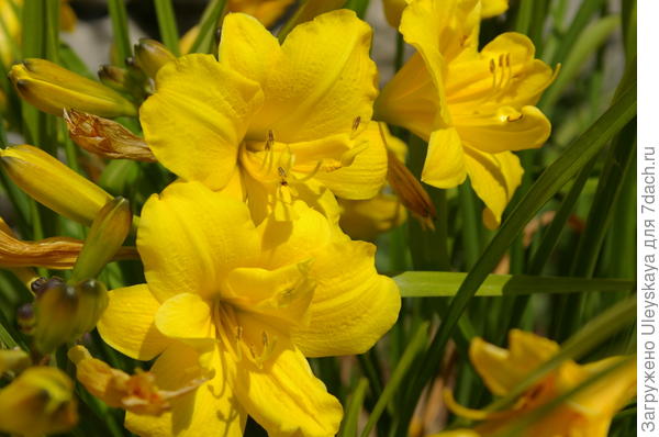 Лилейник гибридный сорт Yellow Bouquet