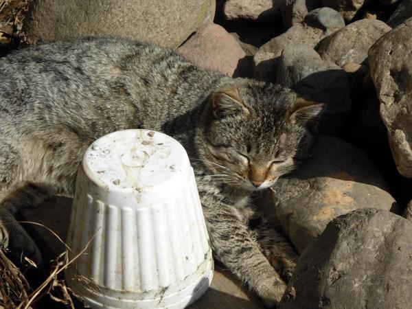 Котяра на камнях Котяра на камнях