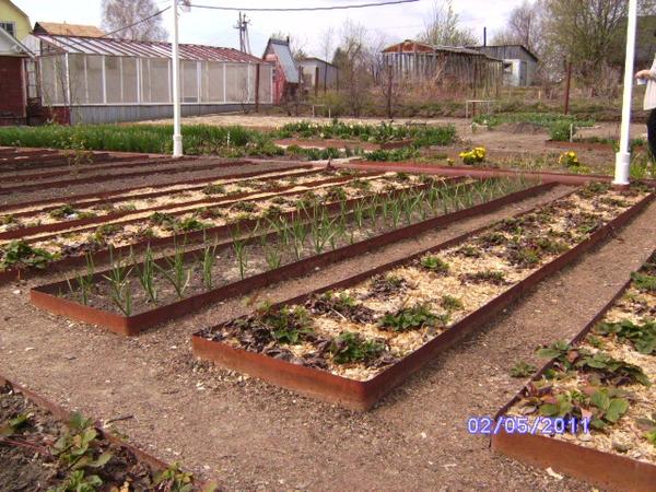 Огород с аккуратными грядками Огород с аккуратными грядками