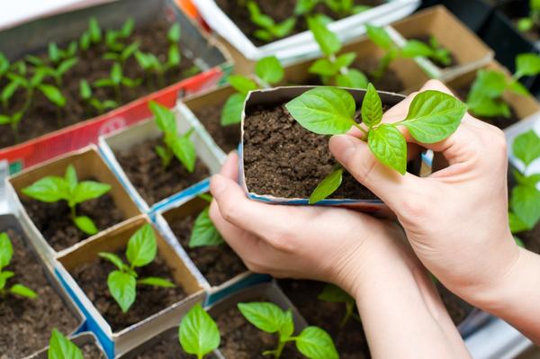 Коробочки и стаканчики от молочных продуктов дачники охотно используют для рассады Коробочки и стаканчики от молочных продуктов дачники охотно используют для рассады