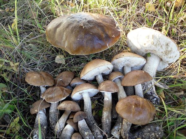 Грибной урожай Грибной урожай