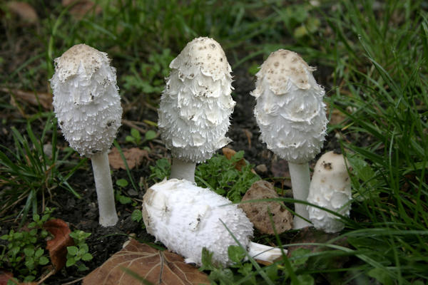 Coprinus comatus, навозник белый Coprinus comatus, навозник белый