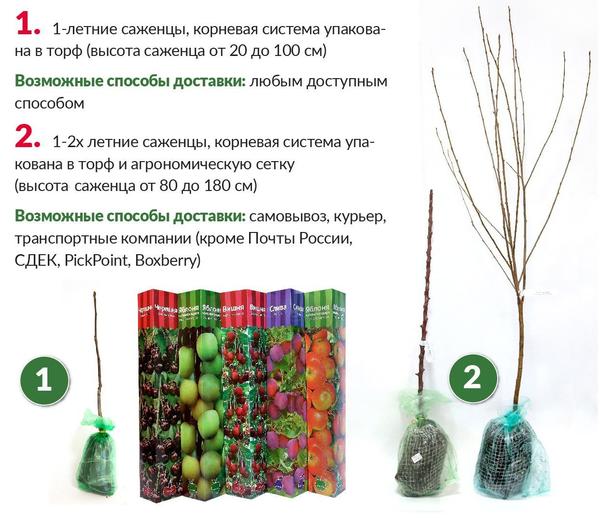 Магазин Саженцев Русский Огород
