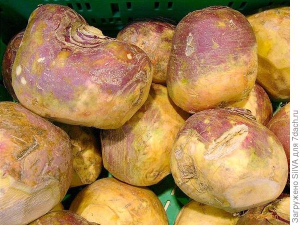 брюква с фиолетовой верхней частью брюква с фиолетовой верхней частью