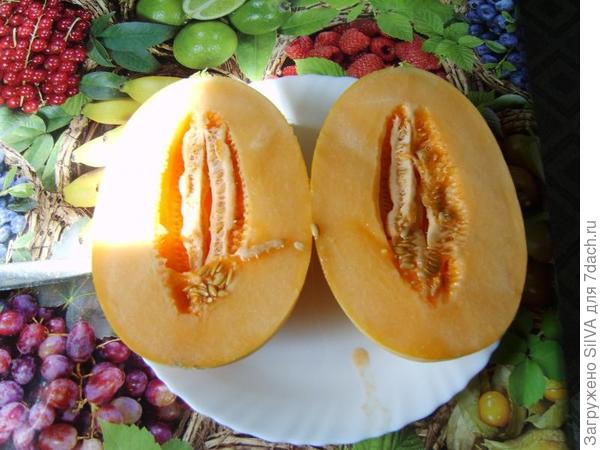 сорт дыни Алтайская сорт дыни Алтайская