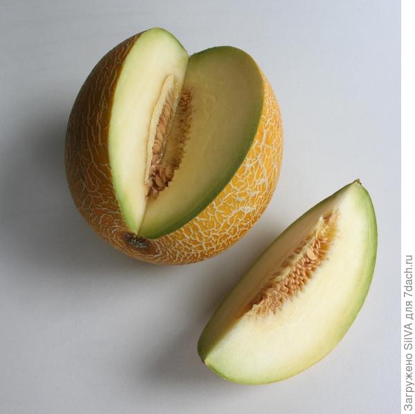 Cucumis melo Cucumis melo
