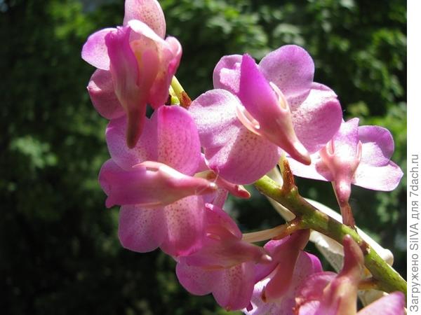 aerides aerides
