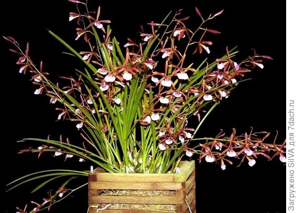 encyclia encyclia