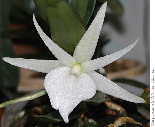 angraecum angraecum
