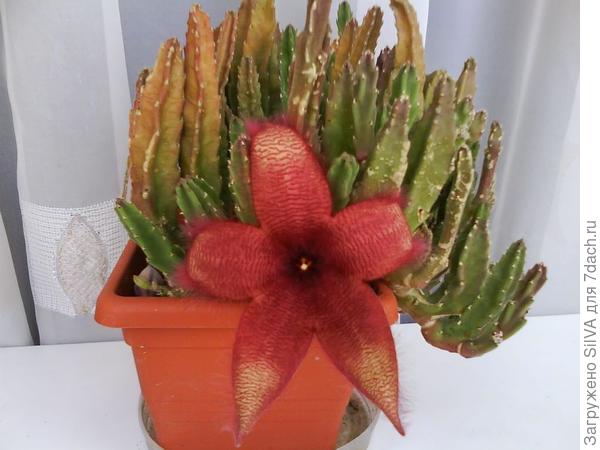 молодой цветок стапелии петрой
STAPELIA VARIEGATA молодой цветок стапелии петрой
STAPELIA VARIEGATA