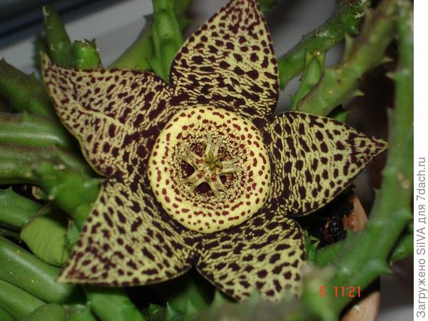 STAPELIA VARIEGATA STAPELIA VARIEGATA