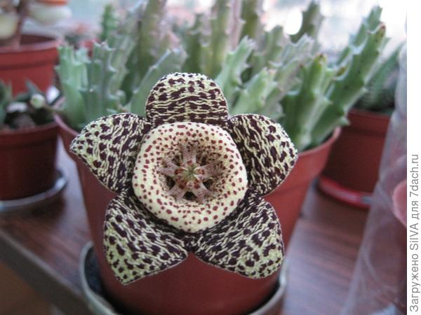 STAPELIA VARIEGATA STAPELIA VARIEGATA