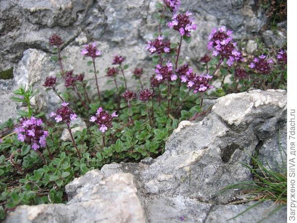 Thymus praecox Opiz Thymus praecox Opiz