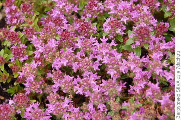 Thymus serpyllum L Thymus serpyllum L