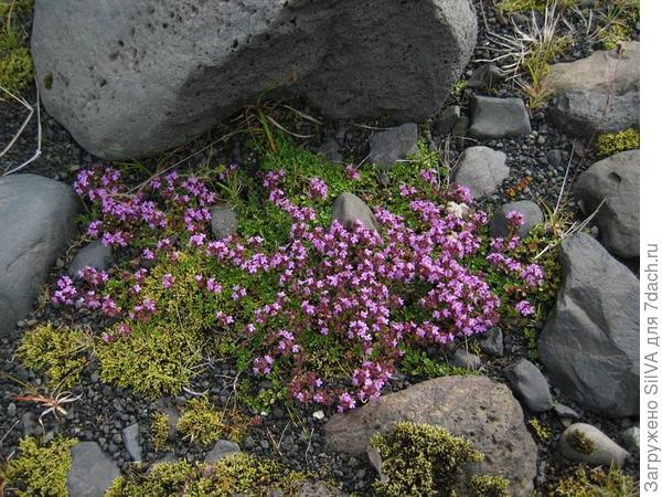 Thymus subarcticus Klok. & Shost Thymus subarcticus Klok. & Shost