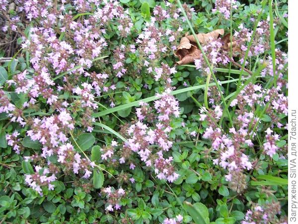 Thymus pulegioides Thymus pulegioides