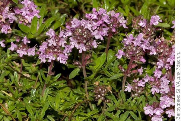 Thymus doerfleri ronn Thymus doerfleri ronn