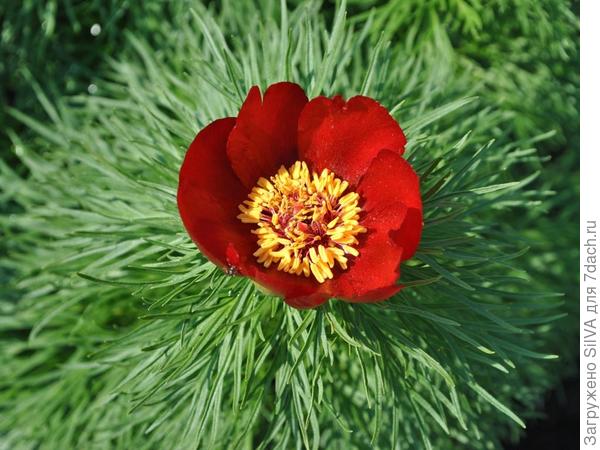 Paeonia tenuifolia Paeonia tenuifolia
