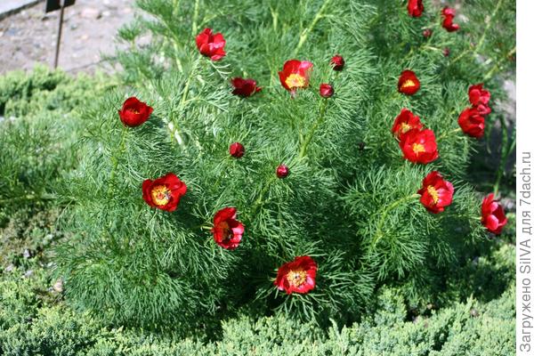 Paeonia tenuifolia Paeonia tenuifolia