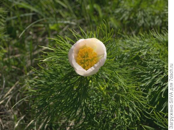 Paeonia tenuifolia Paeonia tenuifolia