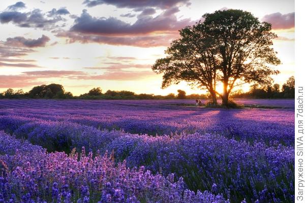 Lavandula- Lavandula-