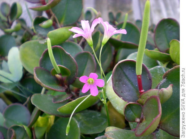 Peperomia aceroana Peperomia aceroana