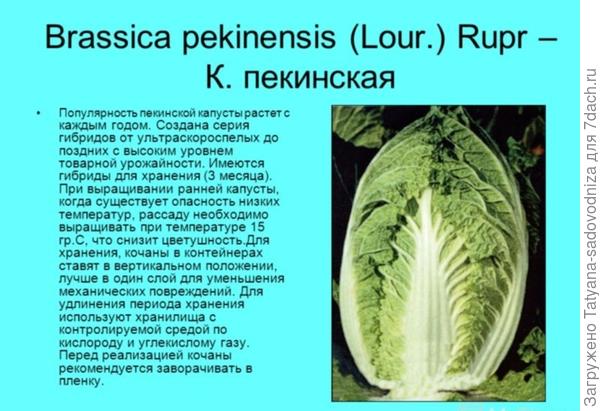 капуста пекинская капуста пекинская